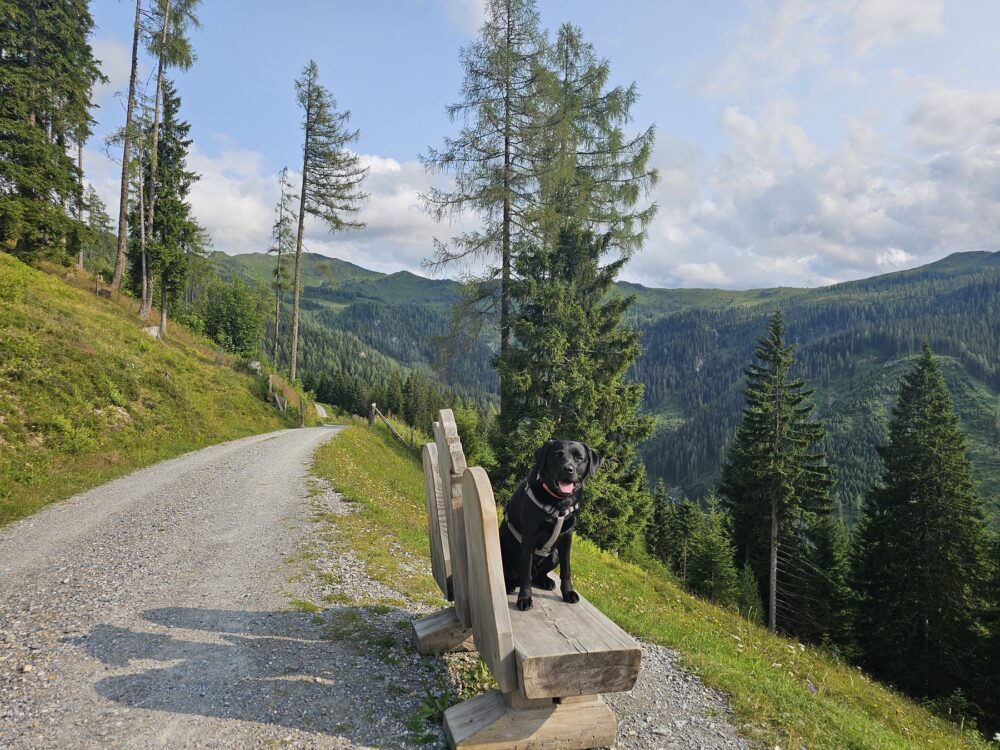 Sommerurlaub mit Hund in Großarl