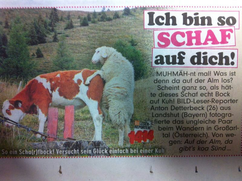 Schaf hat Bock auf Kuh
