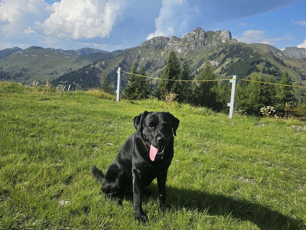 Sommerurlaub mit Hund 