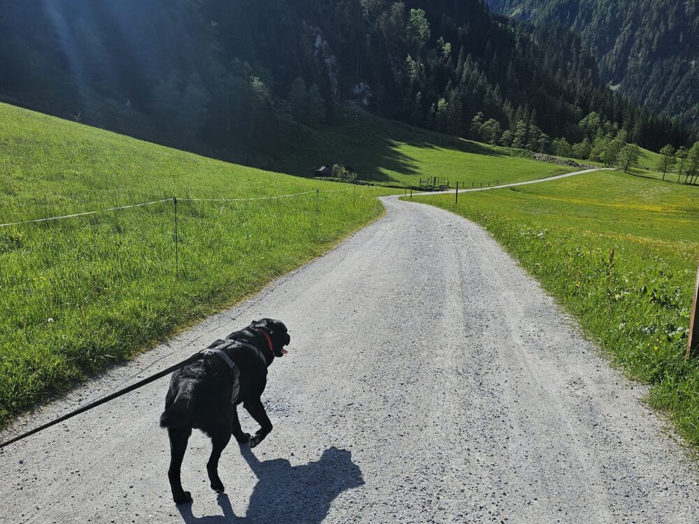 Sommerurlaub mit Hund 